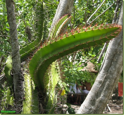 epifiti-cacti-yucatan