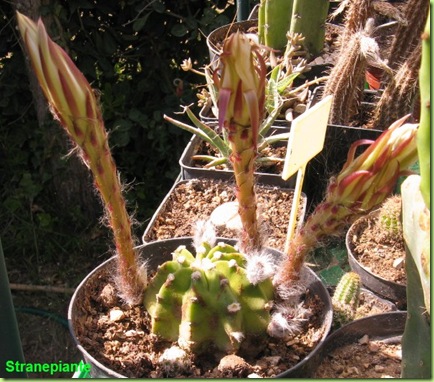 echinopsis  subdenudata campagna