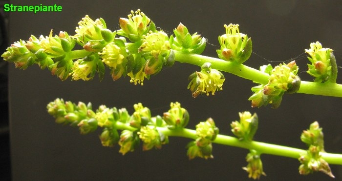 [Lenophyllum-reflexum-succulenta-fior.jpg]