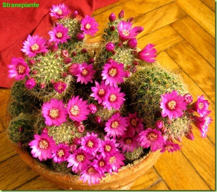 Mammillaria crinita ssp. zeilmanniana fioritura 2011