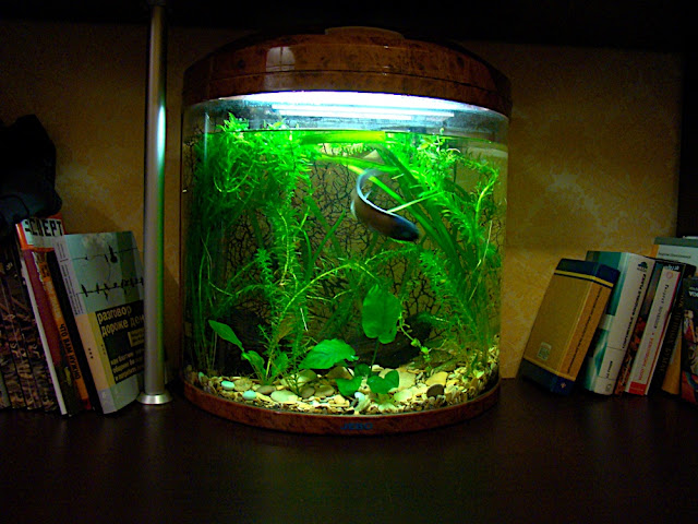 Картинка с форума