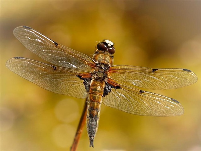 [N2-_male_4-spotted_chaser_selected_for_International[2].jpg]