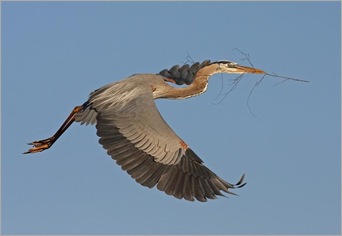 great blue heron. J Wise