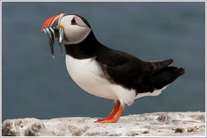 Neil Maughan, Puffin with Sand Eels
