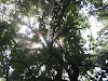 Shining Through