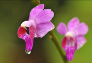 Small cute orchids