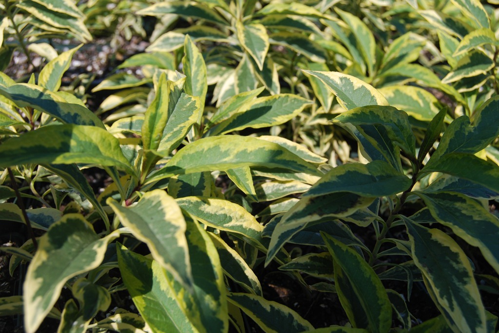 [Plant Group _333open house.jpg]