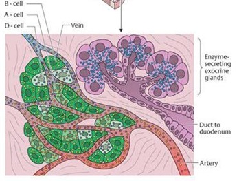 histo pankreas