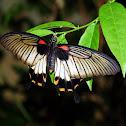 Great Mormon Butterfly