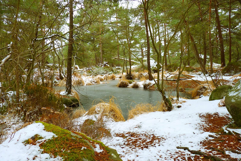 Forêt de FONTAINEBLEAU Mare%20de%20Bouligny