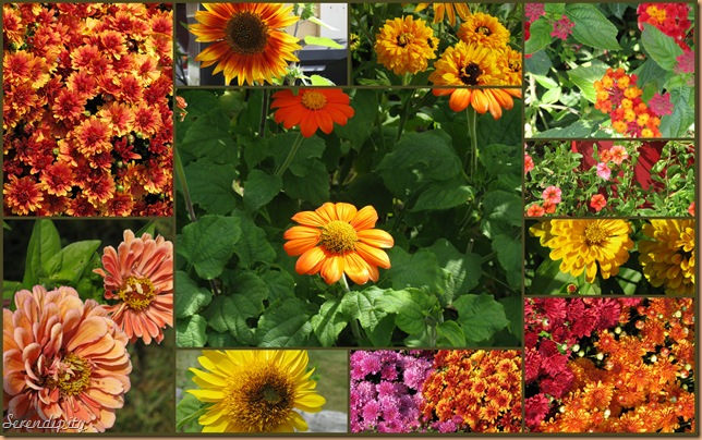 autumn collage autumn collage