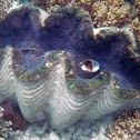 Giant Clams