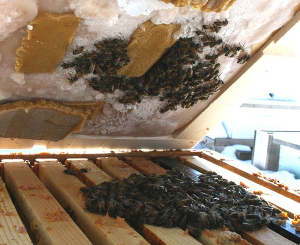 [Candyboardwithbees[4].jpg]