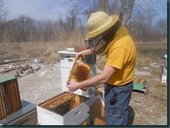 Overwintered hive 2011