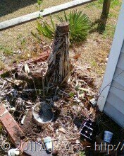 [Yucca Stumps[3].jpg]