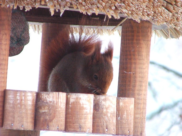 [gallnas_201210_squirrel[3].jpg]