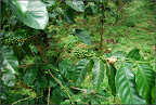 Coffee Workshop
