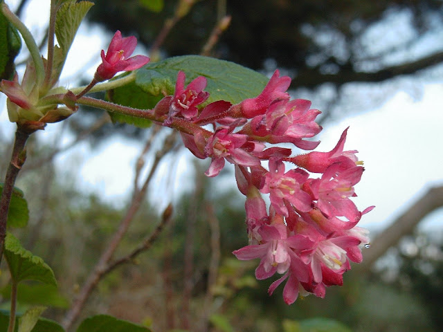 A Pretty Flower