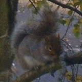 Squirrels (5)