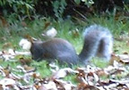 The Squirrel