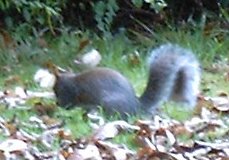 The Squirrel