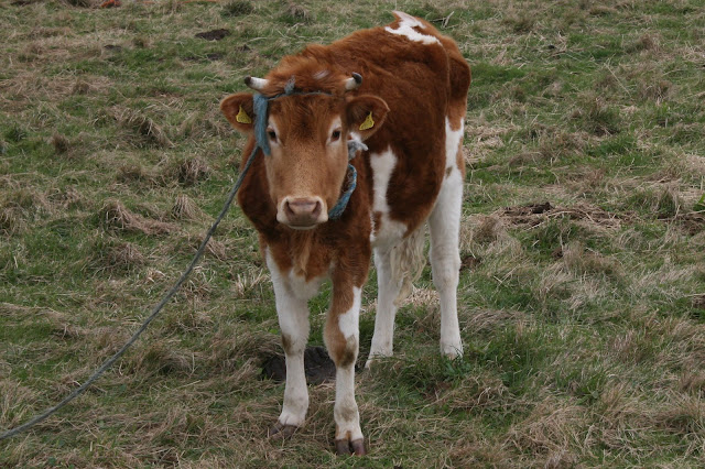 Cow