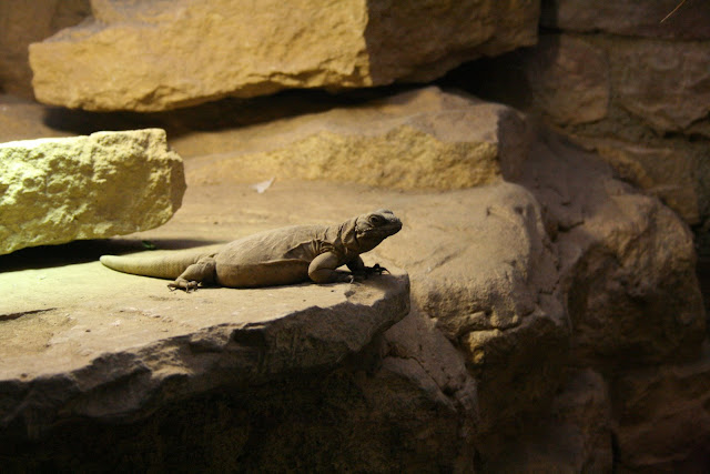 Lizard