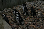 Penguins