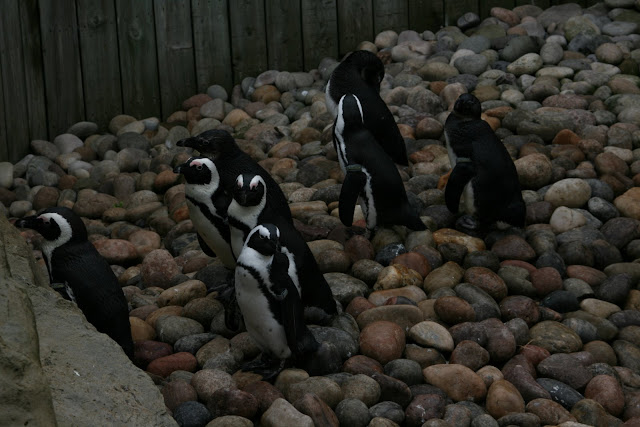 Penguins