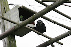 Funky Gibbon