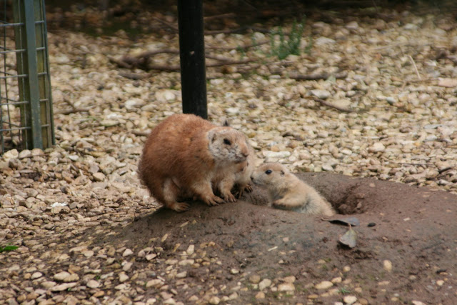 Prairie Dogs