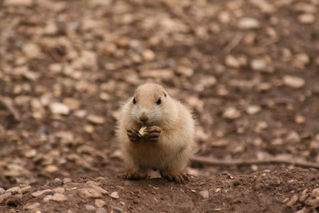 Prairie Puppy