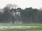 misty park