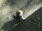 I met this fella on a stroll through the park, Uploaded: 02 Aug 2010 at 22:20 