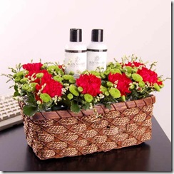 how_pampered_IV565_enlarge