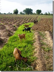 Farming08
