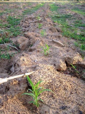 [Farming012.jpg]