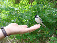 At Elizabeth Morton NWR in Sag Harbor, Long Island: Black-capped Chickadee eating sunflower seeds from Bob's hand