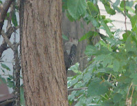 BRAND NEW BABY RED-BELLIED WOODPECKER!!