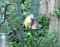 Monk Parakeet in the yard on June 14, 2009