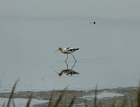 Bombay Hook, Aug. 13, 2010. American Avocet - lifer #320!