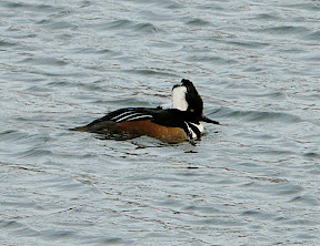 Moving on down the North Shore! Male Hooded Merganser floatin' by