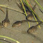 Tadpole