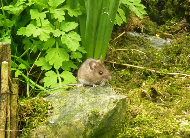 [fat mouse[2].jpg]