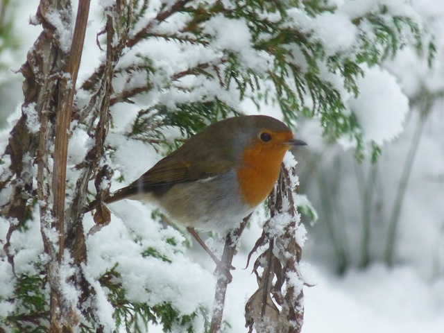 [robin[5].jpg]