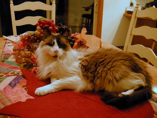 [catJeremy (1)[5].jpg]