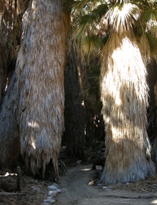 thousand palms canyon (4) thousand palms canyon (4)