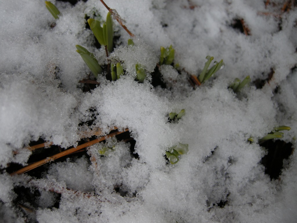 [March snow at home (8)[9].jpg]