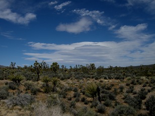 no more saguaros, now Joshua trees and smell the sage!