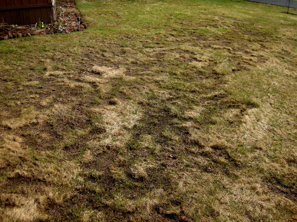 [April yard Rocky Point (4)[3].jpg]